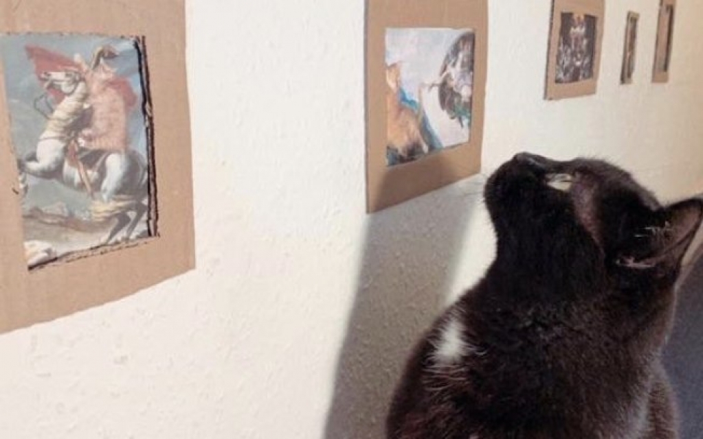 Casal cria galeria de arte para gato durante isolamento