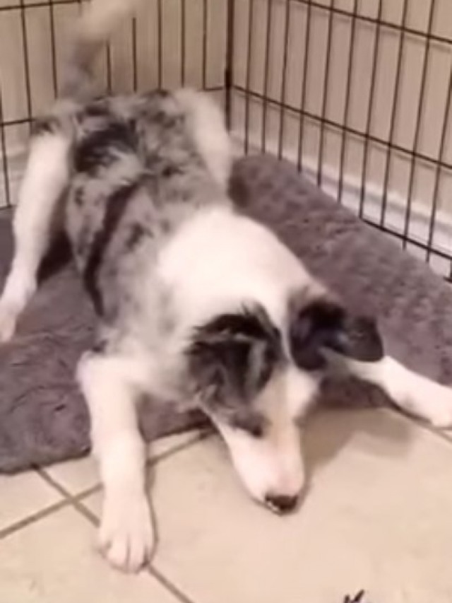 Cão de guarda se assusta com objeto inofensivo; veja vídeo