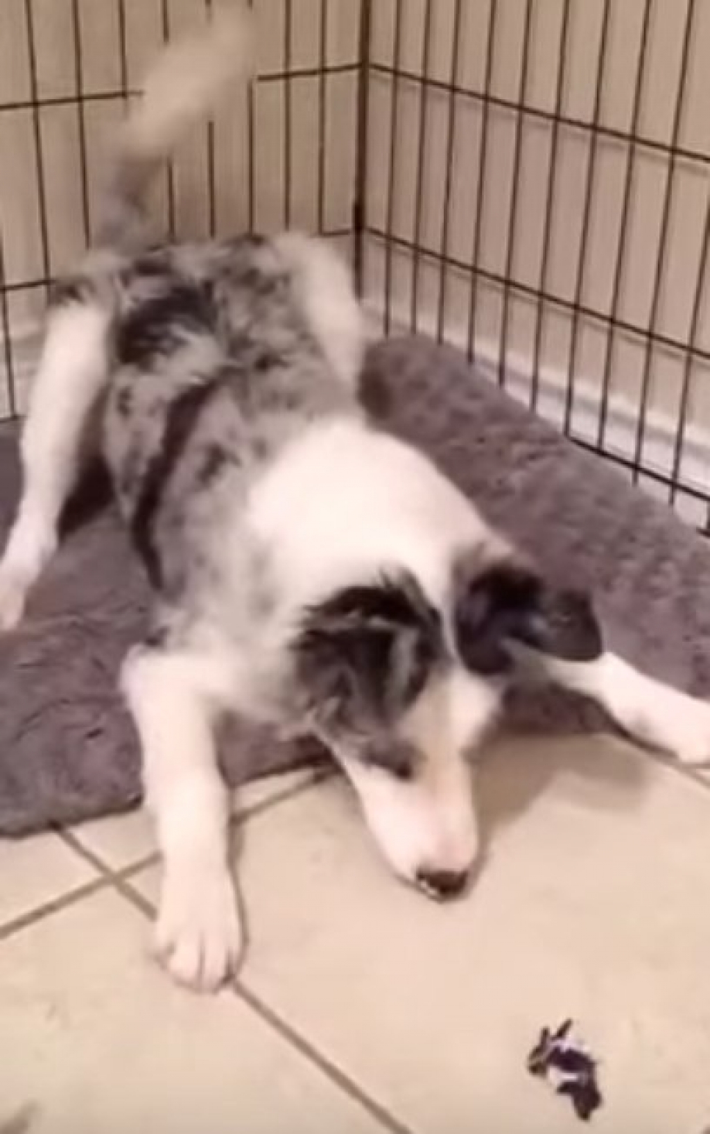 Cão de guarda se assusta com objeto inofensivo; veja vídeo