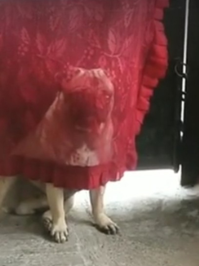 Pug gosta de brincar de "desaparecer" com seus donos