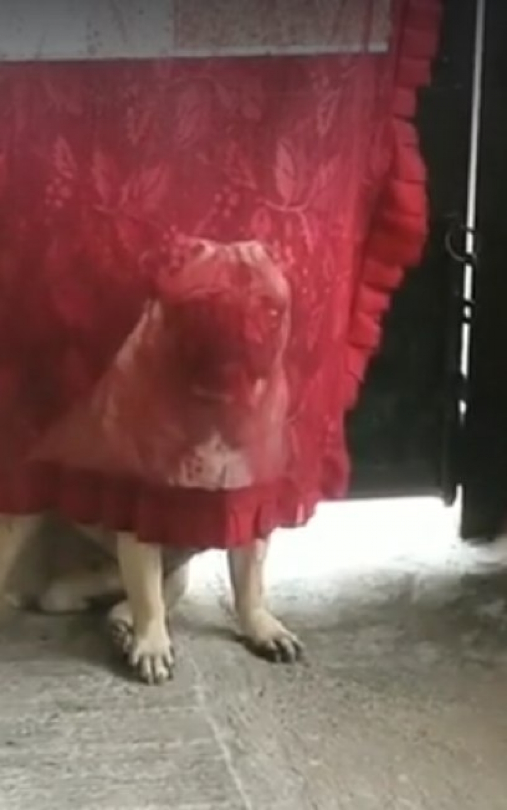 Pug gosta de brincar de "desaparecer" com seus donos