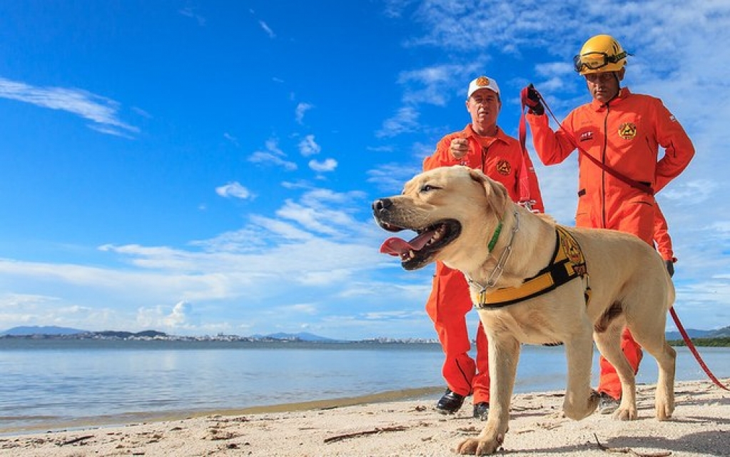 Cães são treinados para farejar infectados por coronavírus