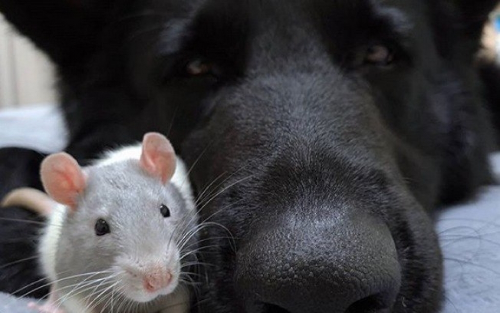 Cachorro e rato têm amizade muito fofa; confira