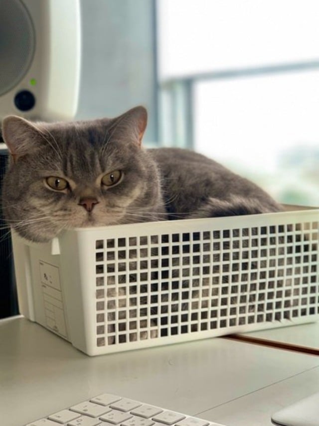Homem tem ideia genial para conseguir trabalhar com o gato em casa