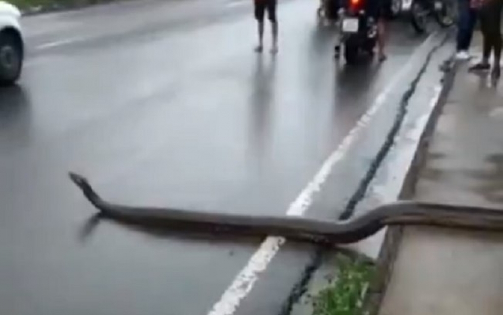 Sucuri de cinco metros "atravessa a rua" em Manaus; veja vídeo