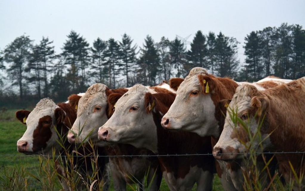 Setor agropecuário pode crescer até 2,5% em meio à pandemia