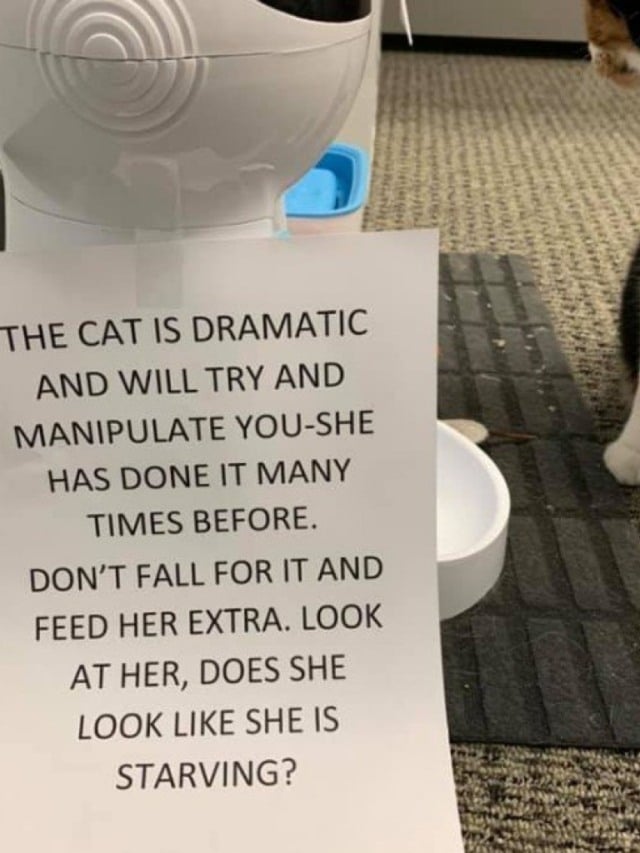 Gata dramática engana todos para conseguir mais comida e é descoberta