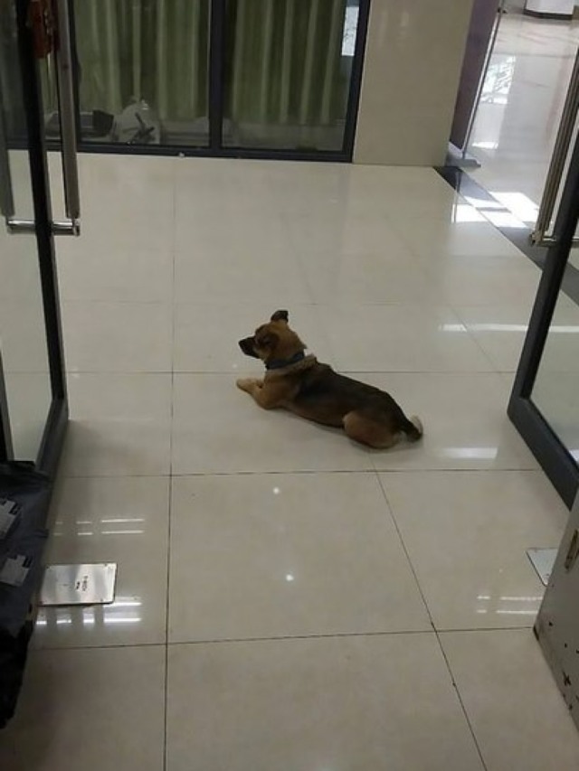 Cão espera tutor que morreu da Covid-19 por quase 3 meses em hospital