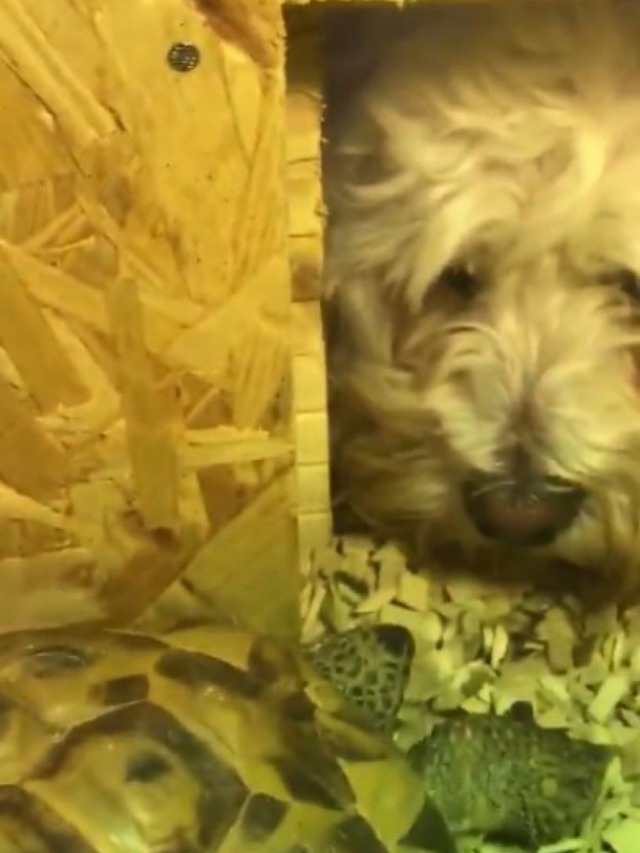 Confira momento fofo de cãozinho vendo tartaruga acordar