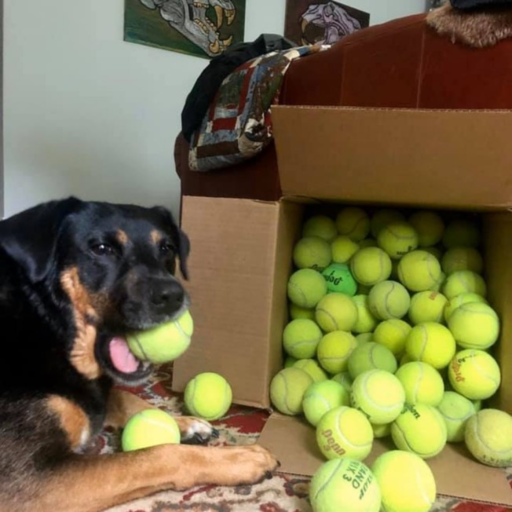 Fotos mostram a alegria de cachorro ao ganhar 100 bolas de tênis