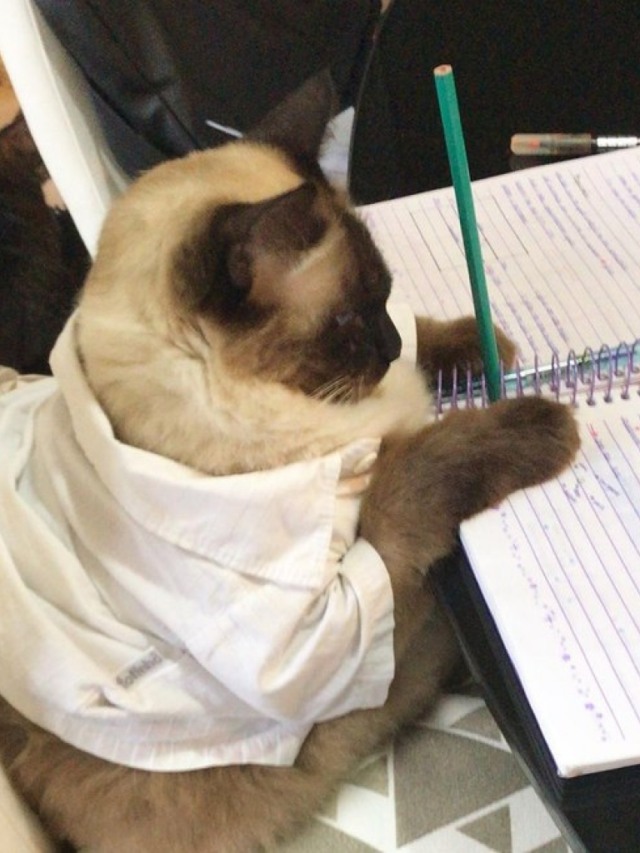 Escola para gatos: menina ensina pets em vídeo e diverte todos