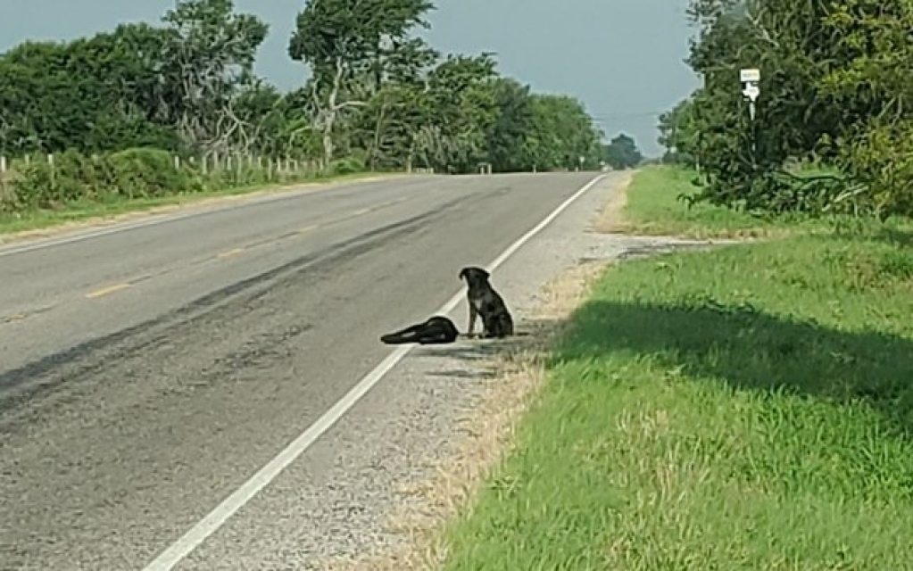 Emocionante! Cão se recusa a abandonar irmã morta na estrada