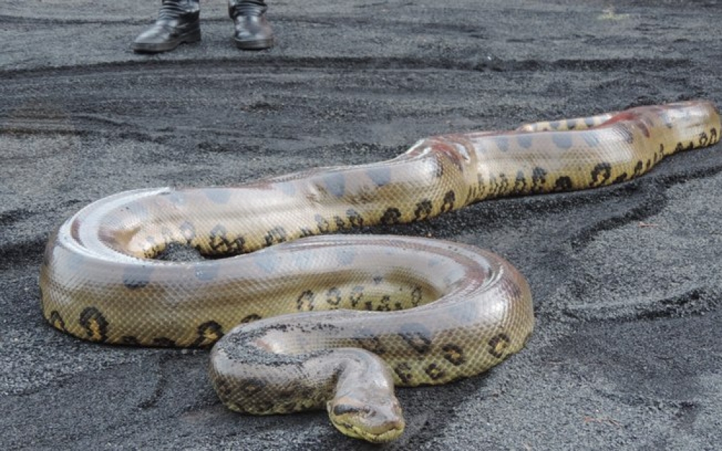 Pescadores encontram sucuri de cinco metros presa em rede; veja