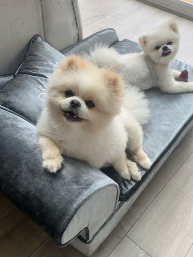 Mulher gasta mais dinheiro com seus cães da raça Spitz do que com filho