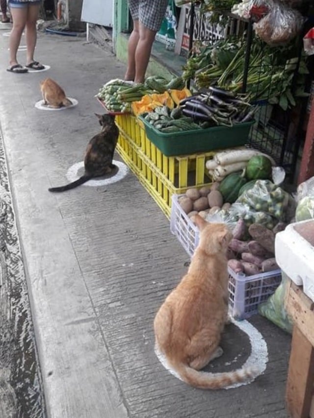 Gatos respeitam distanciamento social nas Filipinas; veja fotos