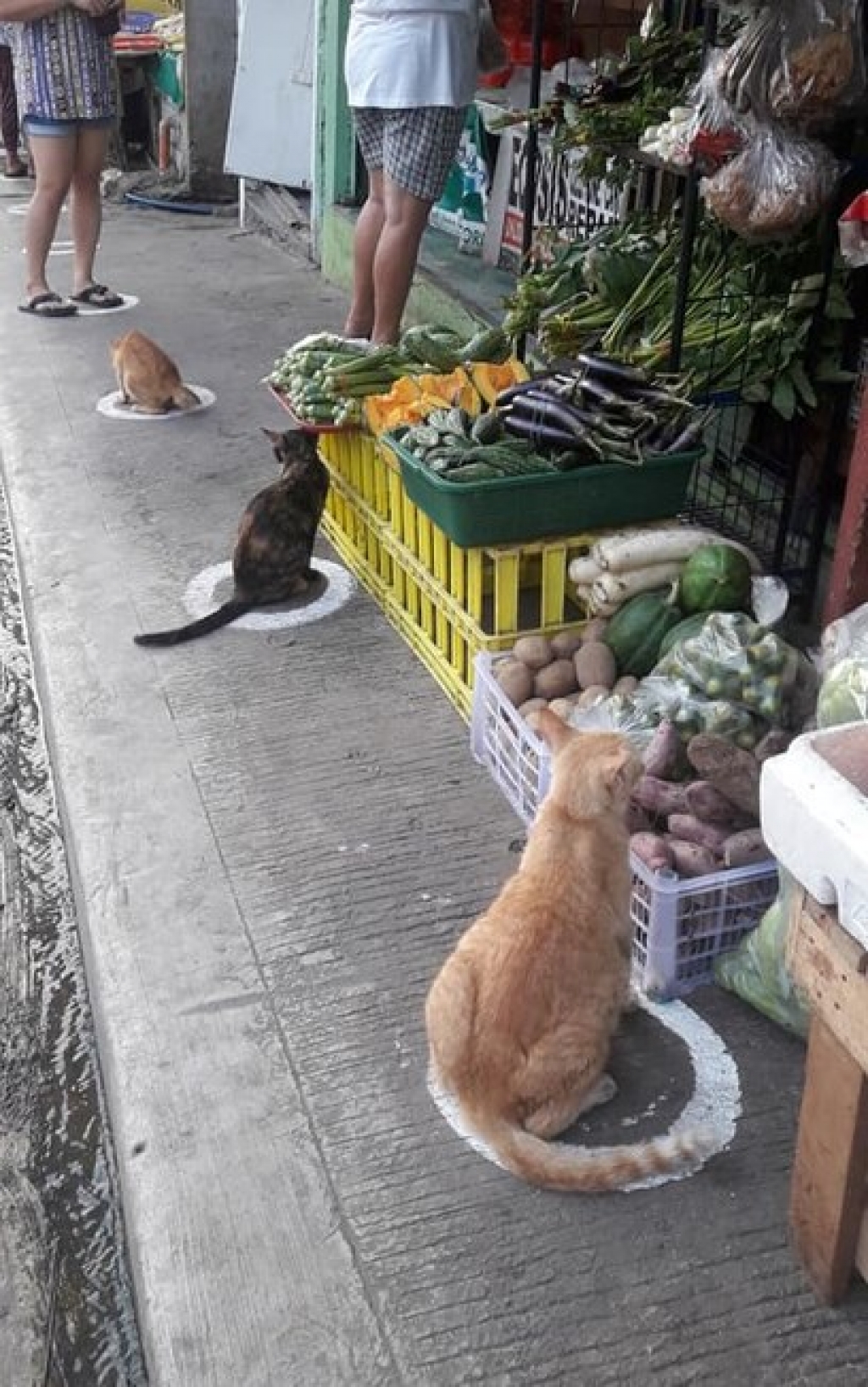 Gatos respeitam distanciamento social nas Filipinas; veja fotos