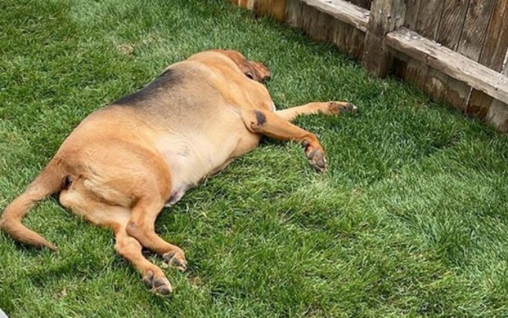 Cão ganha um quintal pela primeira vez na vida e se surpreende