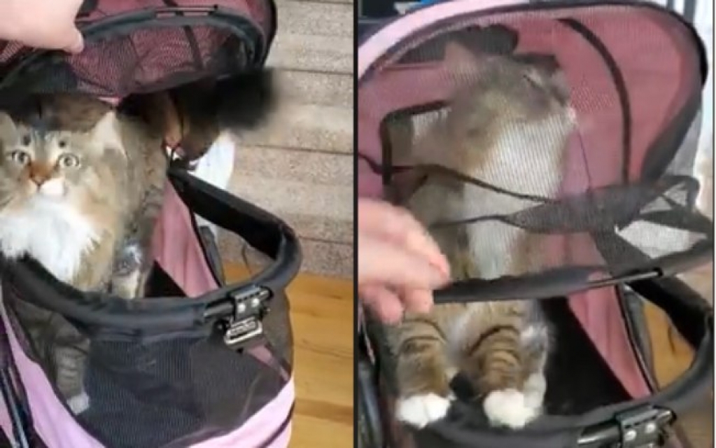 Gata fica viciada em carrinho de passeio; veja vídeo