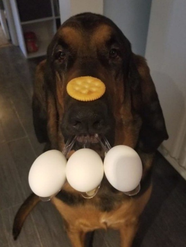 Cachorro equilibra três ovos e uma bolacha na cabeça