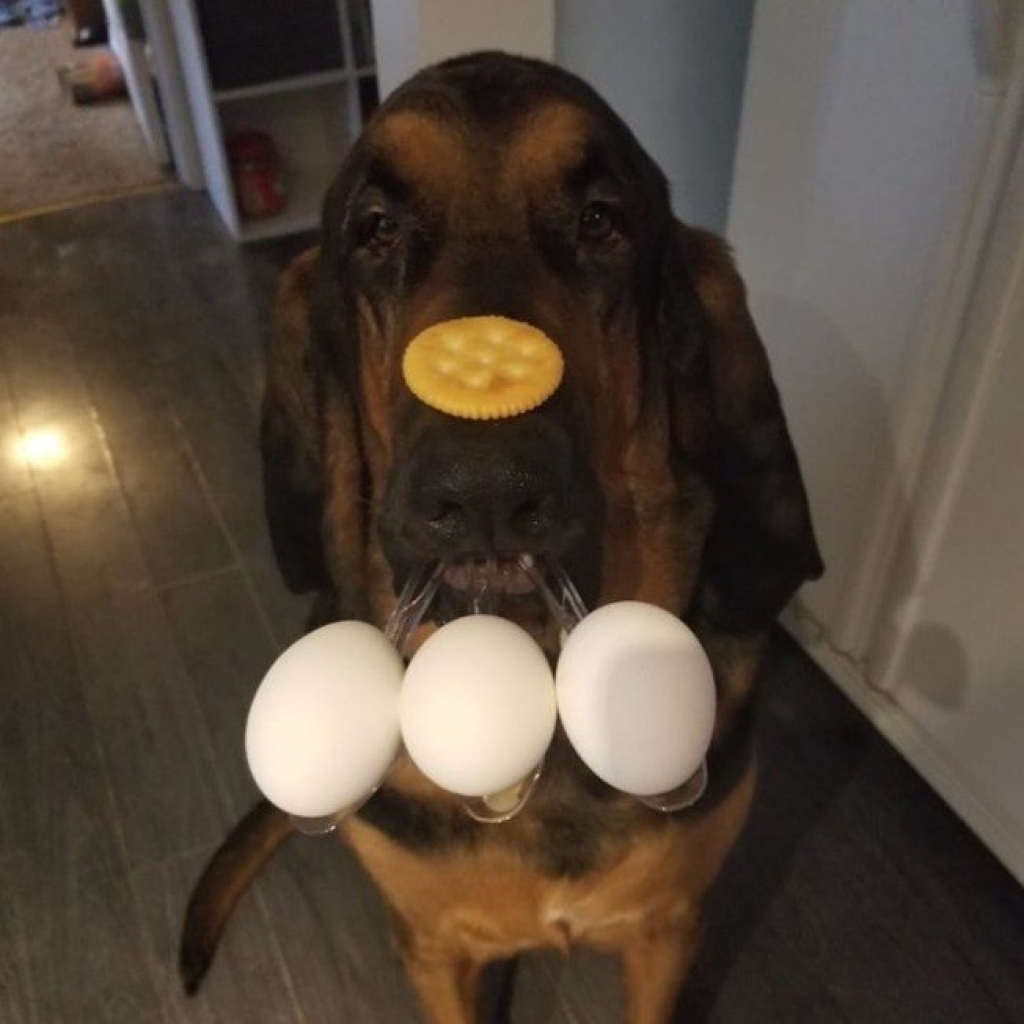 Cachorro equilibra três ovos e uma bolacha na cabeça