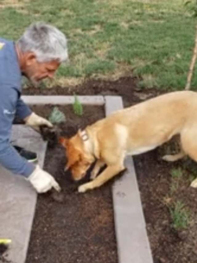 Cão jardineiro! Animal ajuda dono a plantar em casa