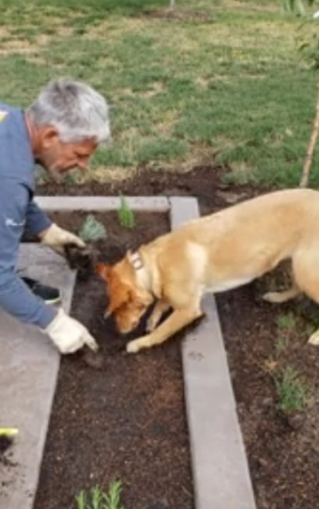 Cão jardineiro! Animal ajuda dono a plantar em casa