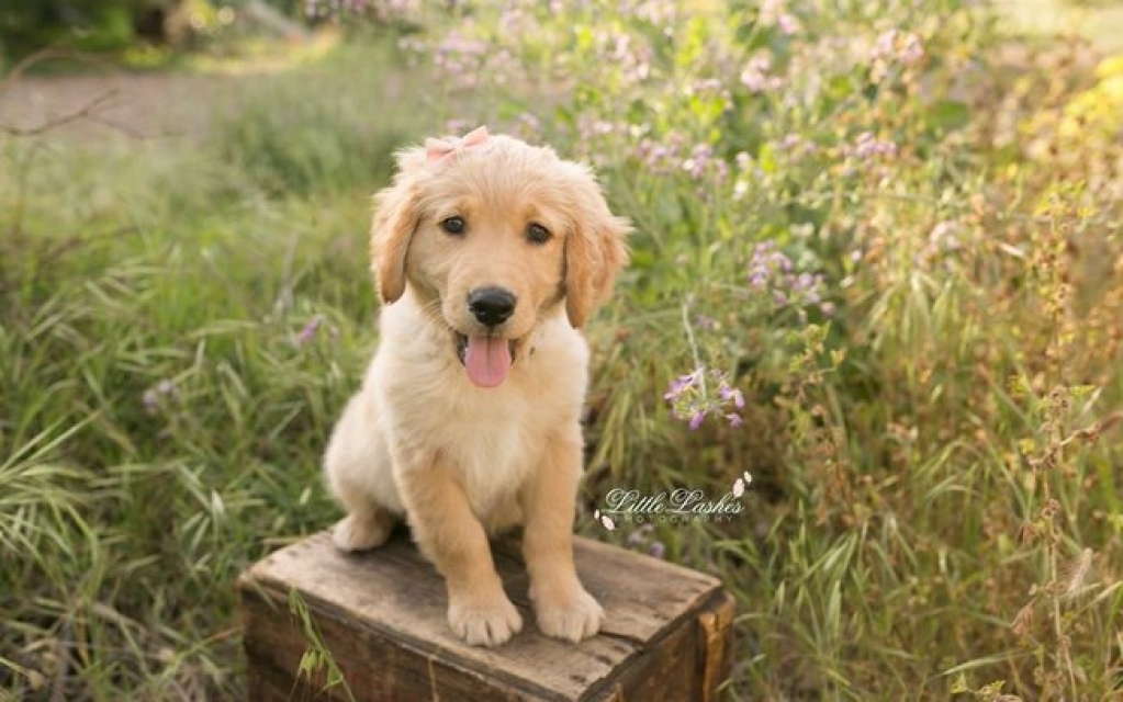 Dicas para fotografar cães: transforme seus pets em modelos