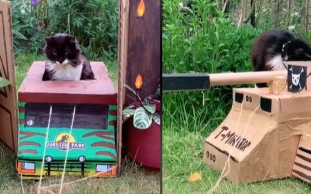 Dona transforma caixas de papelão em carros para seu gato