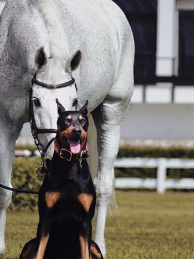 Cão e cavalo compartilham linda amizade em conta do Instagram