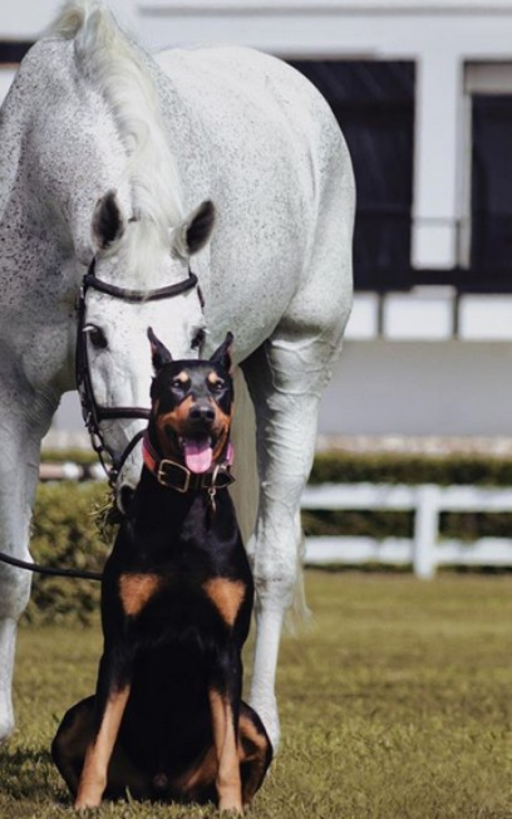 Cão e cavalo compartilham linda amizade em conta do Instagram