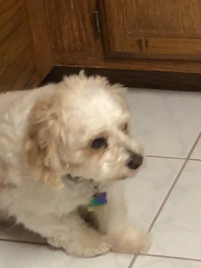 Veja vídeo de cão tentando se manter acordado para receber comida