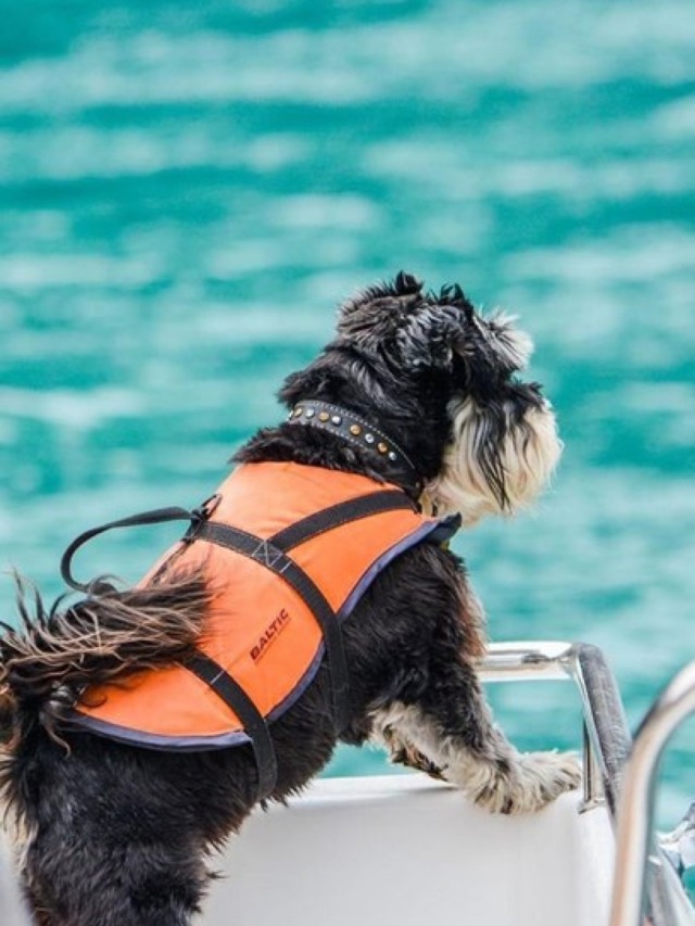 Cães que ajudam turistas a identificar golfinhos fazem sucesso na Nova Zelândia