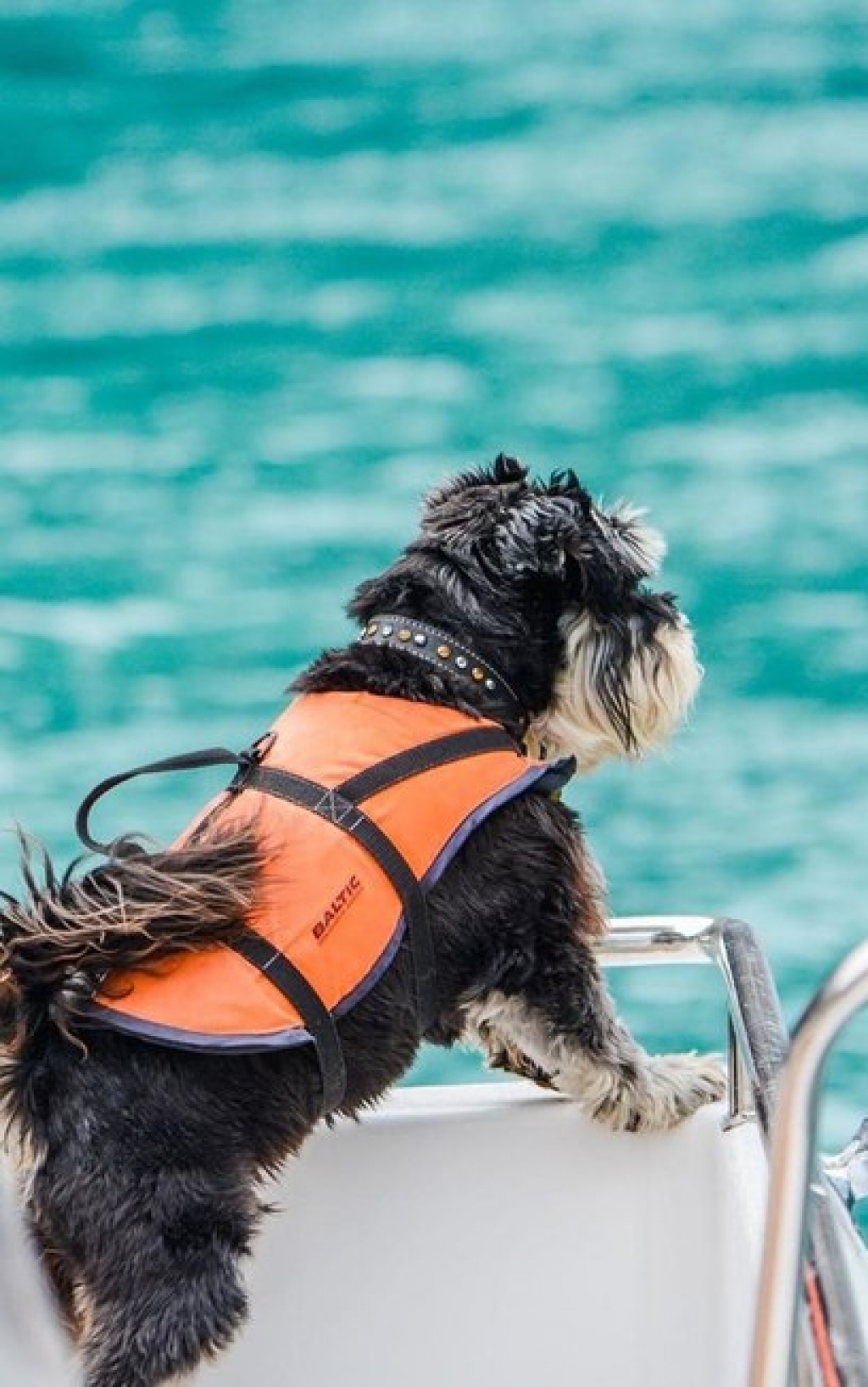 Cães que ajudam turistas a identificar golfinhos fazem sucesso na Nova Zelândia