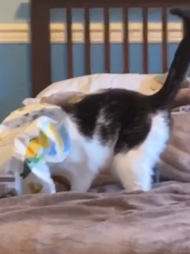 Gato tenta roubar pipoca do dono e acaba com a cabeça presa em pacote
