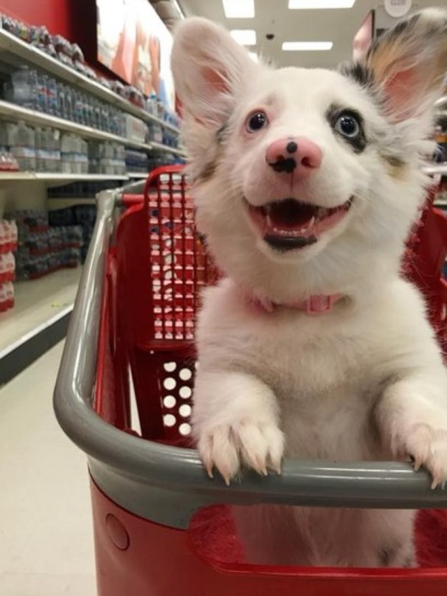 Imagens de cadela indo ao supermercado pela primeira vez encantam