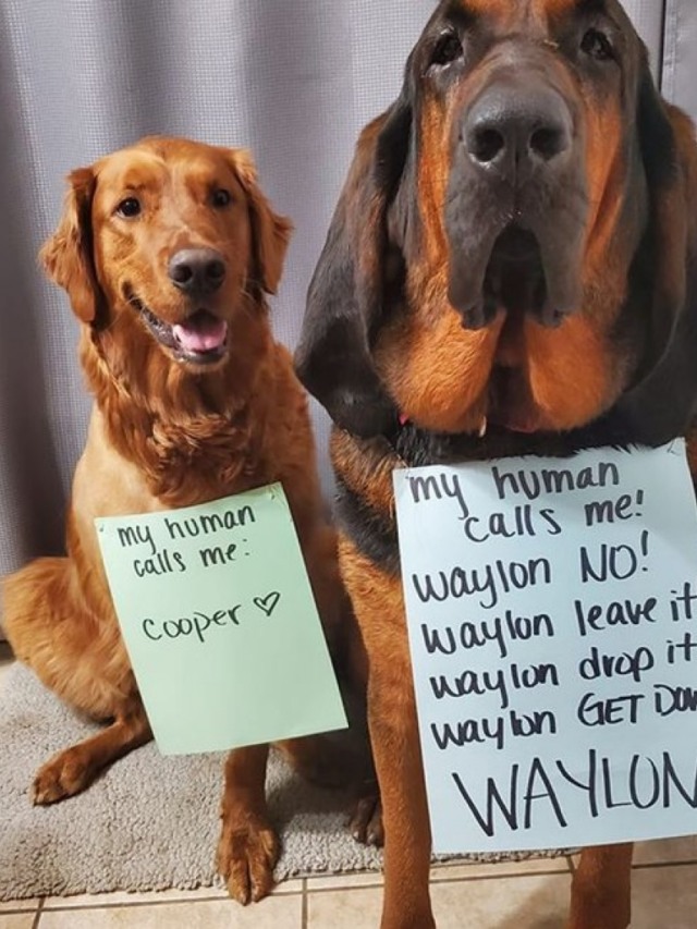 Dona escreve em placa todos os "nomes" de seu cachorro