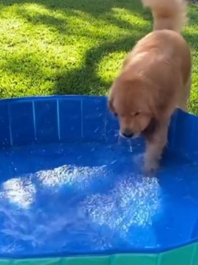 Cão não consegue segurar empolgação ao ver piscina inflável