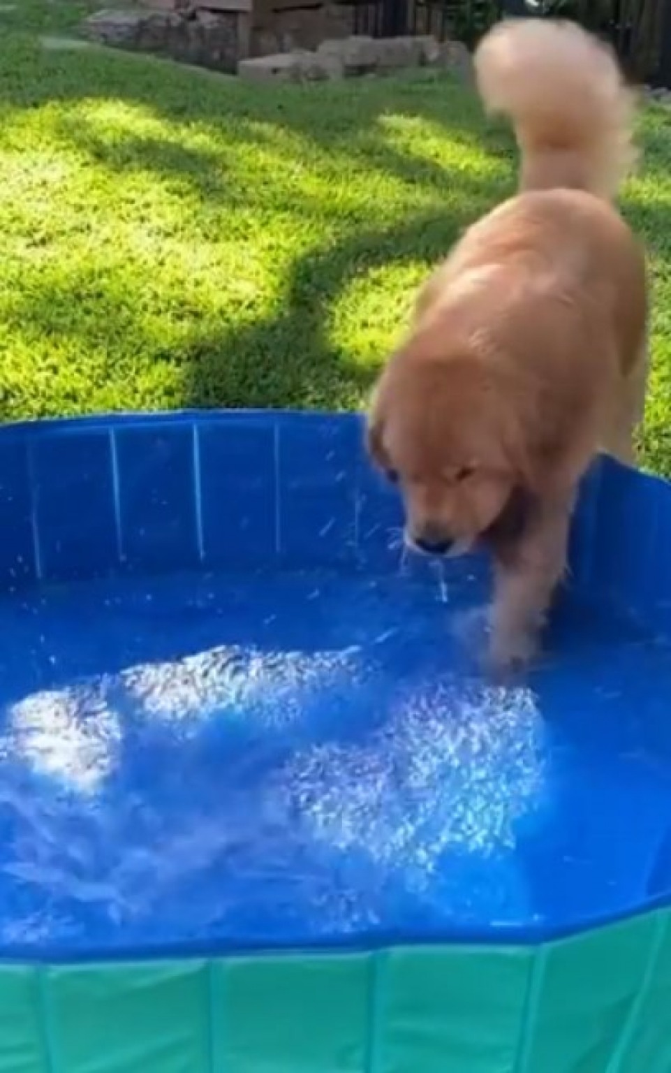 Cão não consegue segurar empolgação ao ver piscina inflável Cão não consegue segurar empolgação ao ver piscina inflável