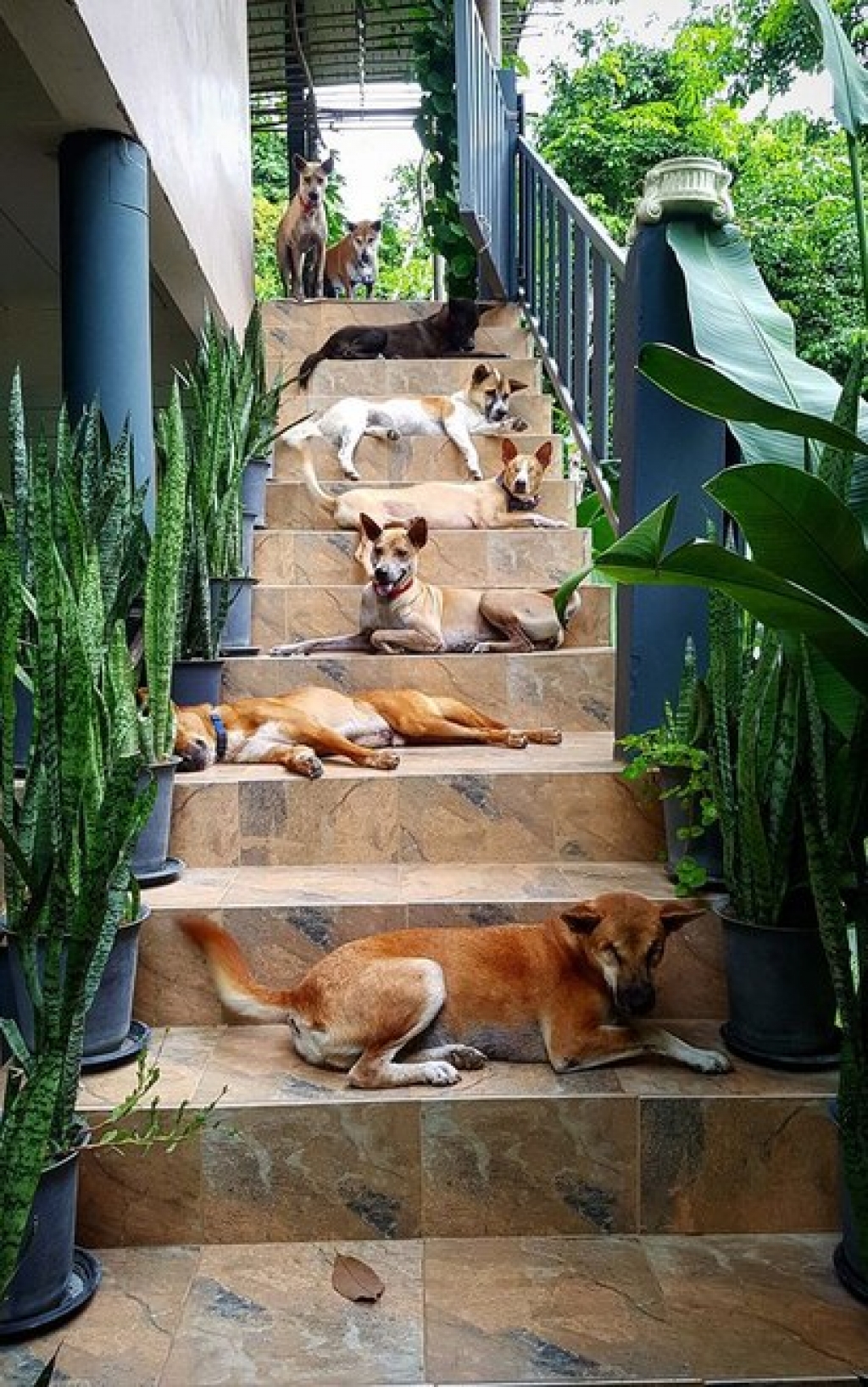 História emocionante! Casal perde cão e resolve adotar outros 15