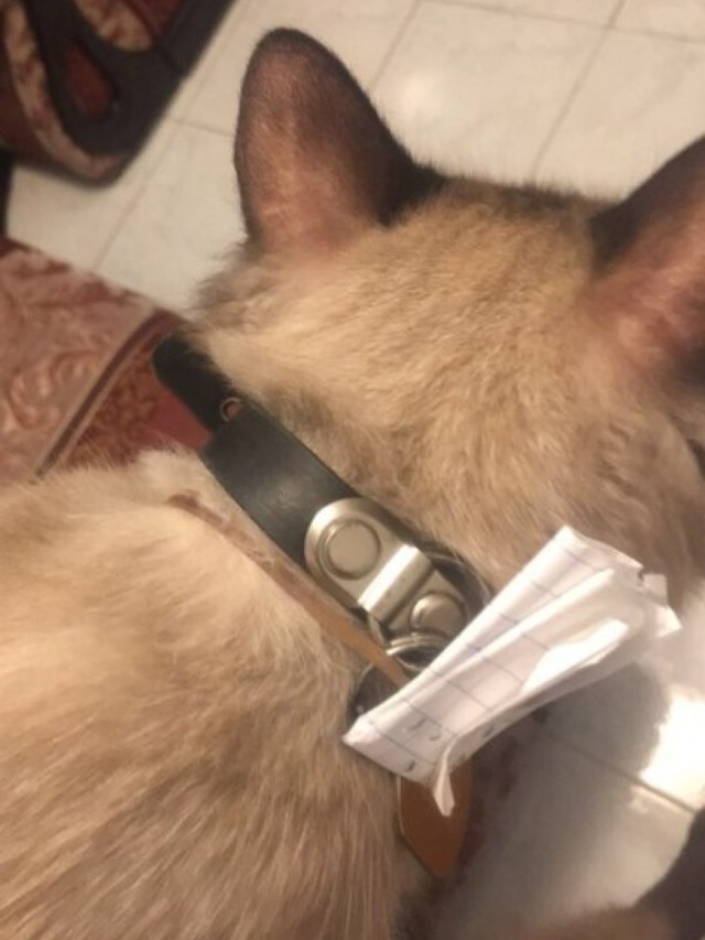 Gato volta para casa com bilhete curioso que surpreende dono