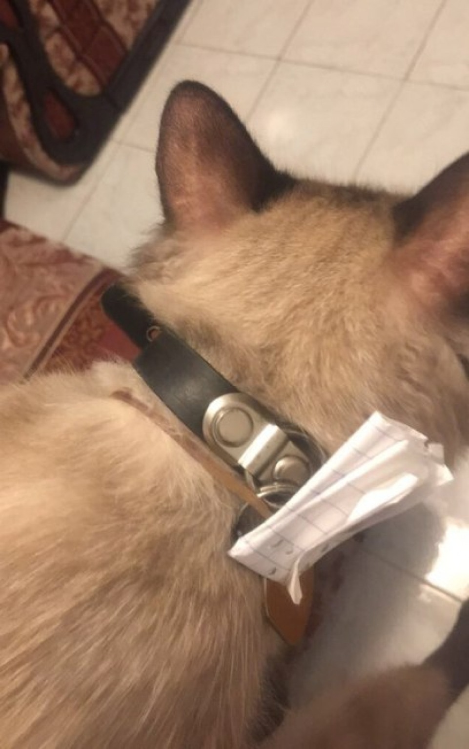 Gato volta para casa com bilhete curioso que surpreende dono Gato volta para casa com bilhete curioso que surpreende dono