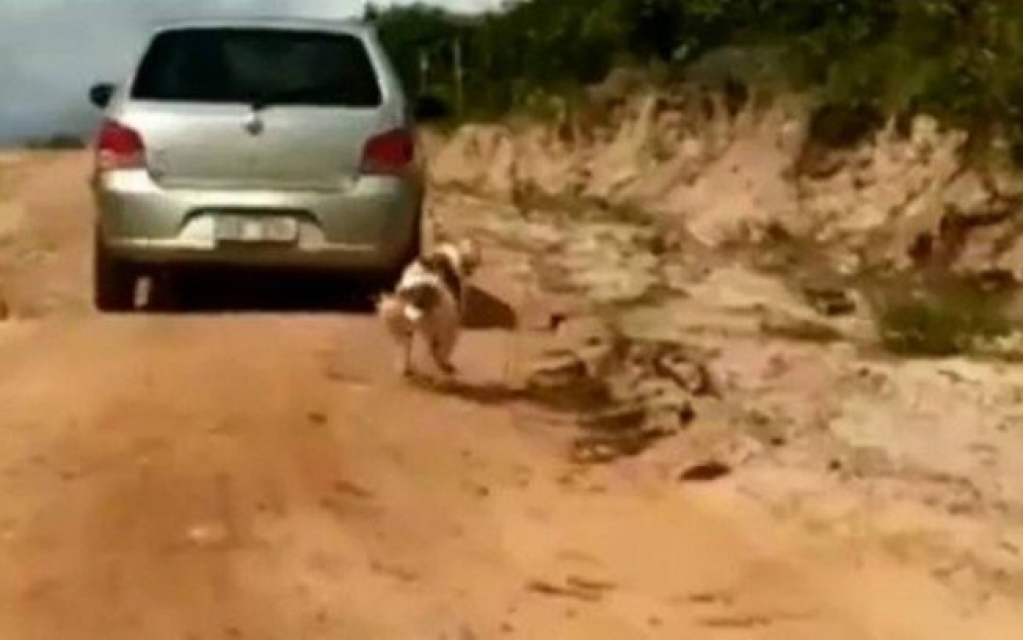 Cachorro é arrastado pelo pescoço por carro no Ceará; veja