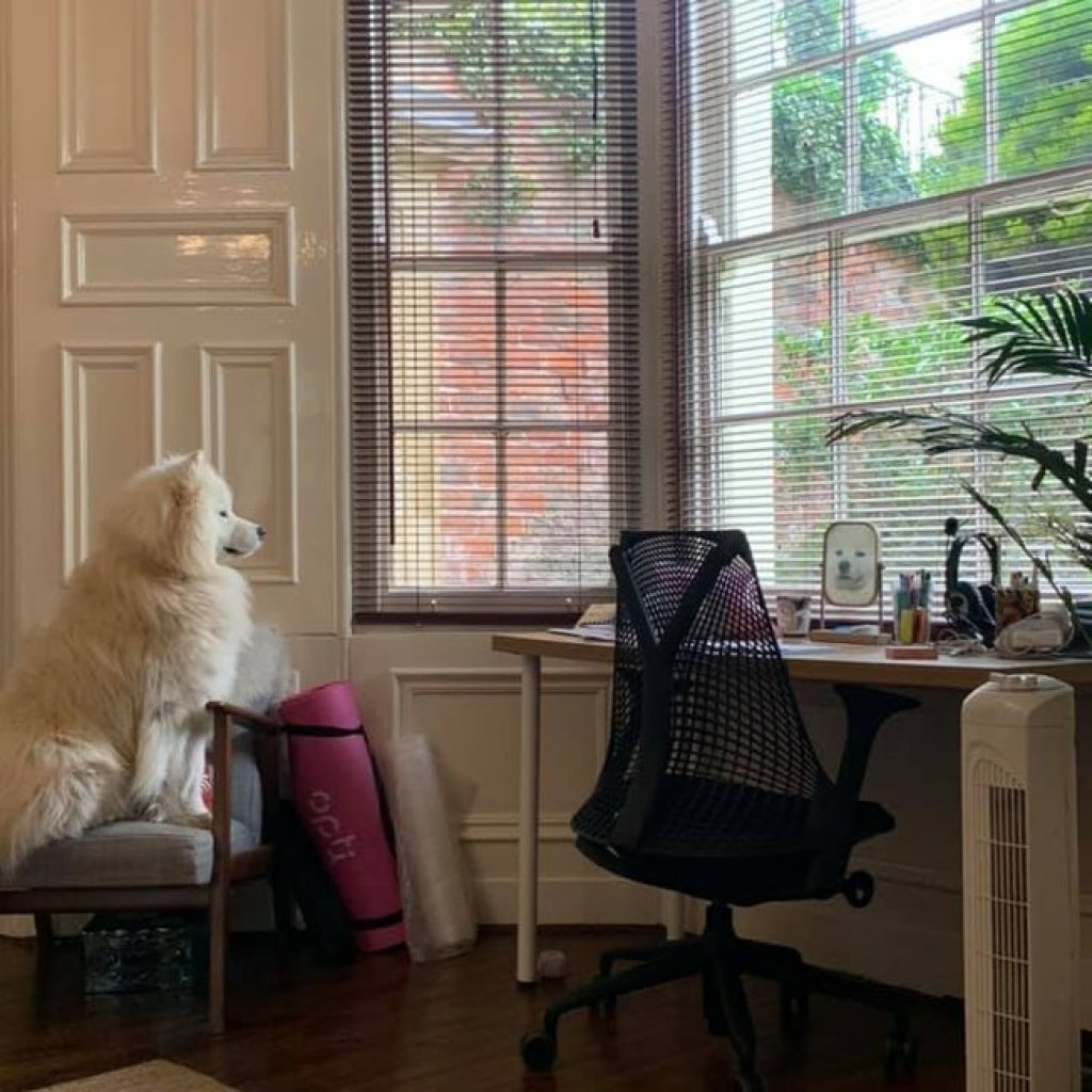 Samoieda contempla seu reflexo em espelho em foto hilária