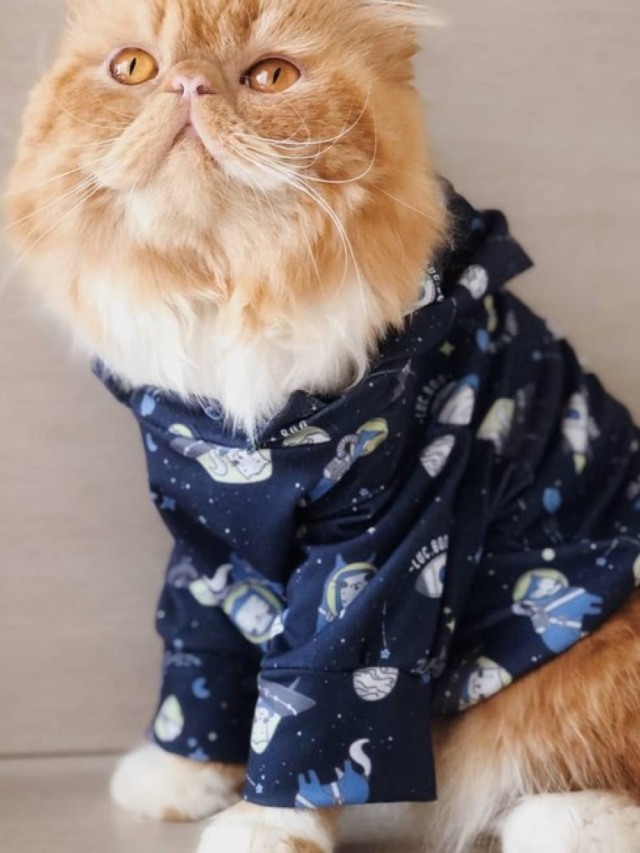 Não use roupinha no seu gato! Entenda o porquê