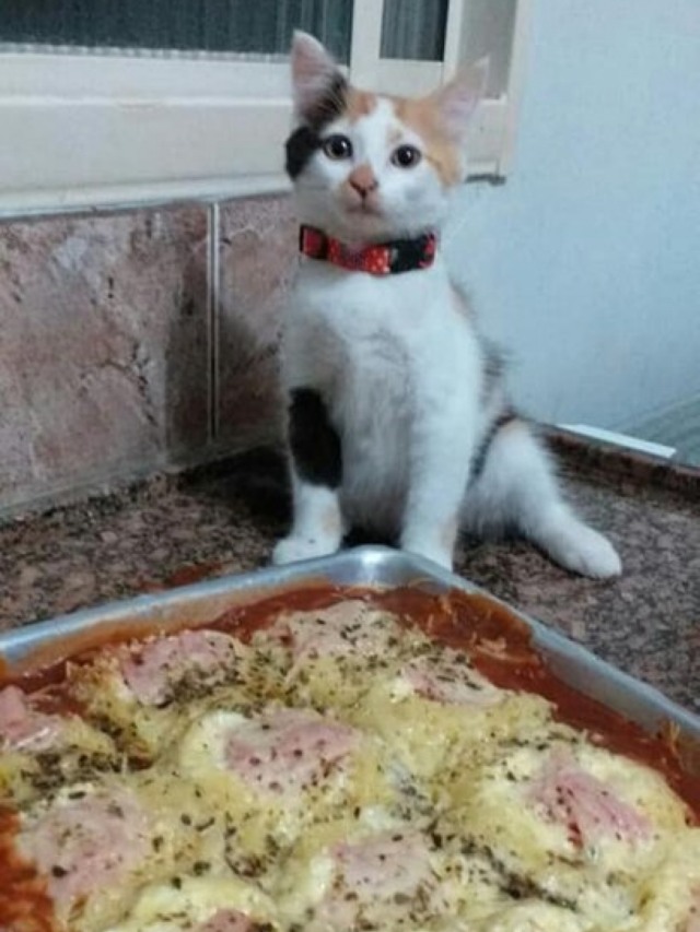 Mastercat! Gato ensina receita em tutorial muito fofo