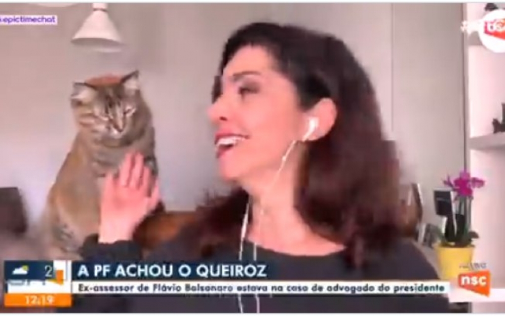 Gatinha invade link ao vivo em jornal de afiliada da Rede Globo