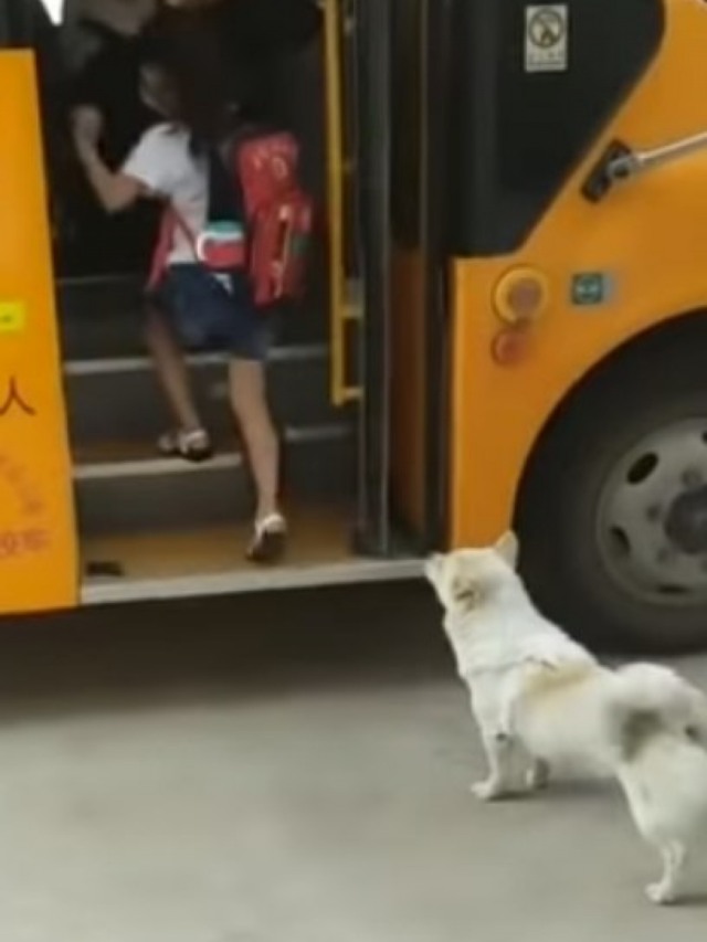Cãozinho acompanha criança até ônibus todos os dias