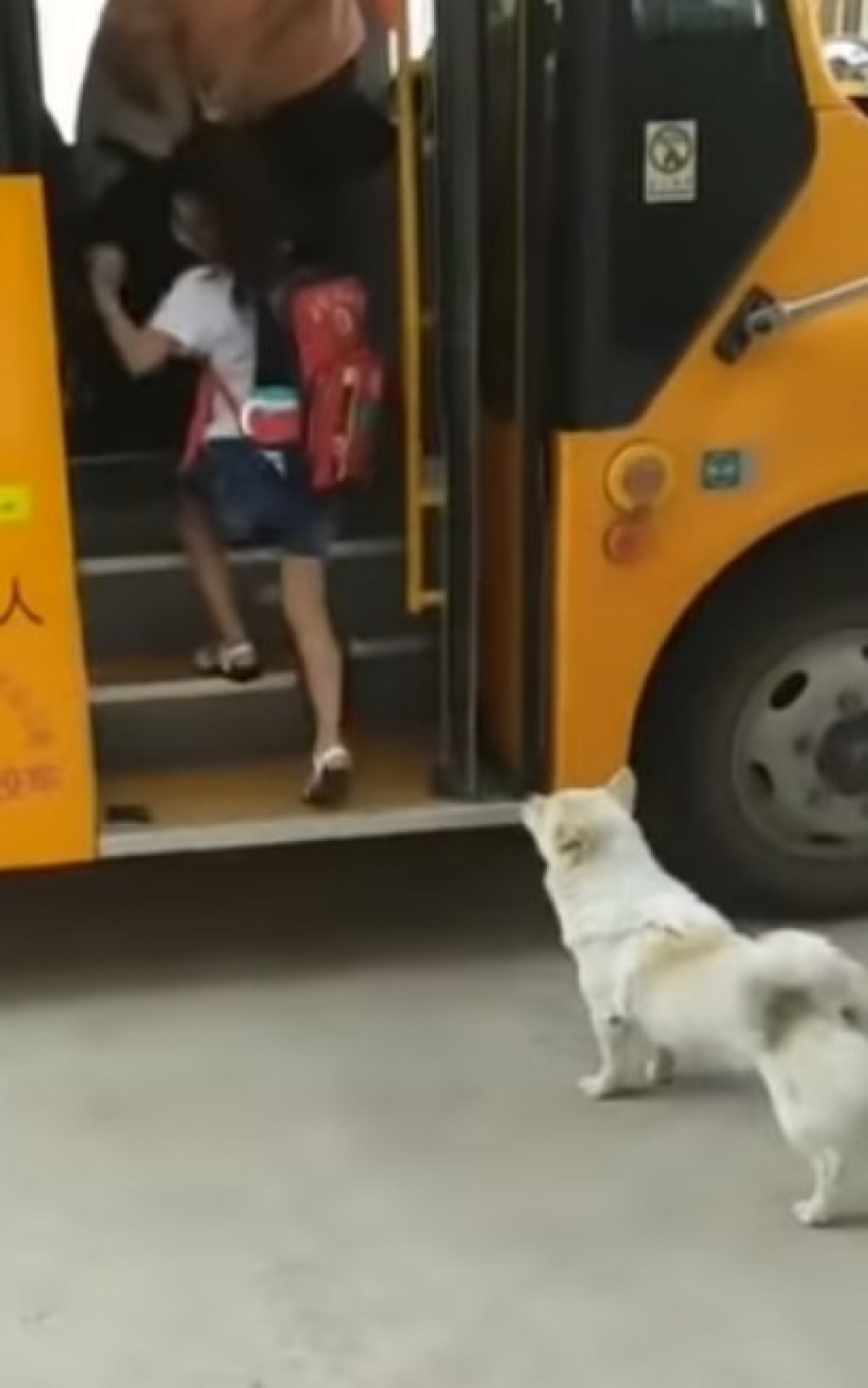 Cãozinho acompanha criança até ônibus todos os dias