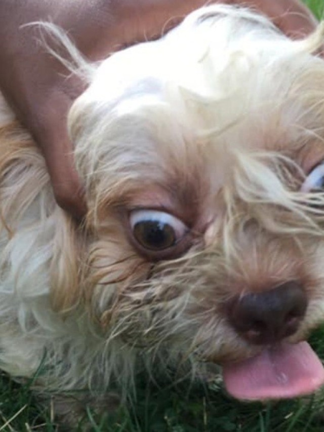 Anúncio de cachorro perdido tem fotos engraçadas e chama atenção
