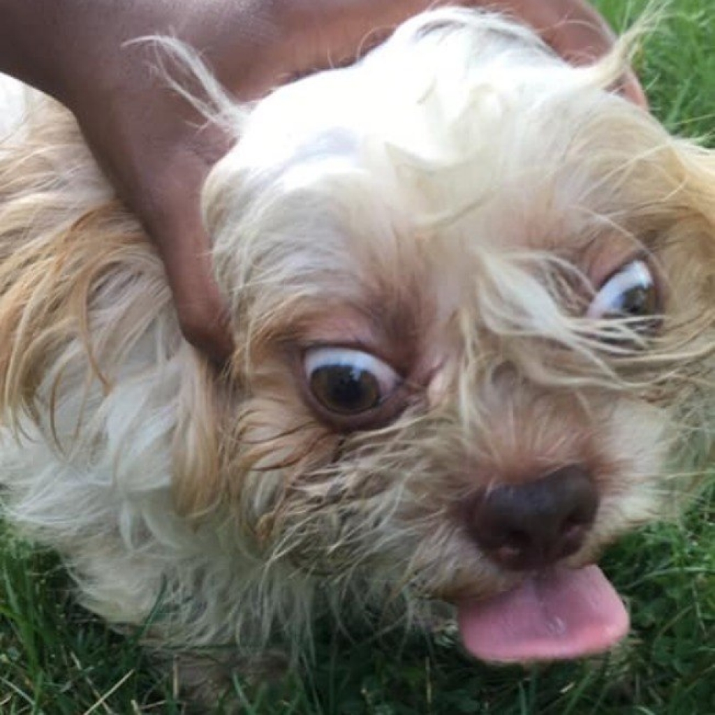 Anúncio de cachorro perdido tem fotos engraçadas e chama atenção